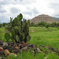 Cactus growing at Teotihuacan