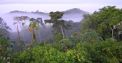 Chiquibul Forest