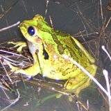 Mexican tree frog, Smilisca baudinii
