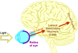 Visual pathway in brain