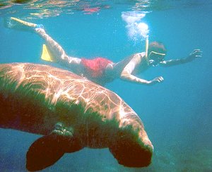 Swimming with the dugong